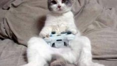 gato gamer