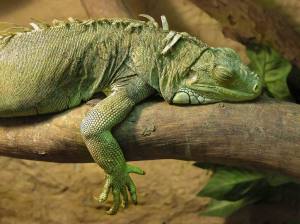 sueño de iguana